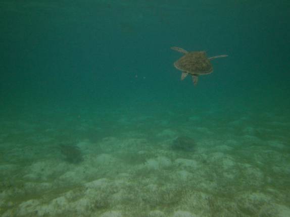 Snorkel com tartarugas (tem 4 delas na foto!) em Tobago Cays, no sul de São Vicente e Granadinas, no Caribe